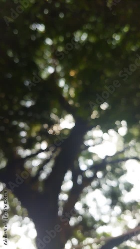 Dreamy Sunlight Through Green Leaves. Serene Nature Bokeh. Relaxing Trees Background