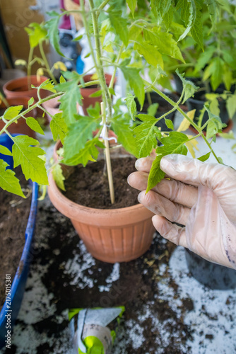 Fotografie Close-up of a gloved hand holding a fresh green plant leaf in an indoor greenhouse or garden setting