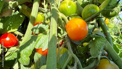 Quadro su tela Green and Red Cherry Tomatoes Growing on a Tomato Plant, Close-Up