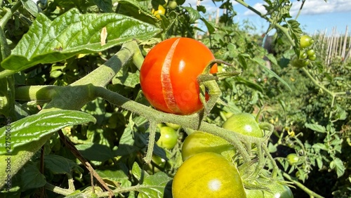 Принти на полотні Green and Red Cherry Tomatoes Growing on a Tomato Plant, Close-Up