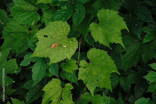 Foto A close-up full-frame view of lush green vine leaves with natural variations in