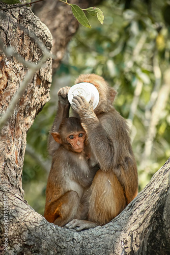 Photography Wild Monkey Mother Feeding Her Baby in a Natural Forest Habitat
