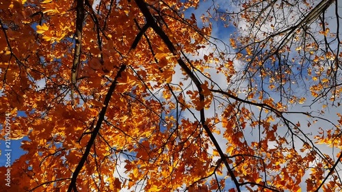 Bright orange maple leaves on tree branches gently swaying in wind at parkland. Lush autumn yellow foliage swinging on the breeze at forest. Beautiful colorful fall season. Slow motion