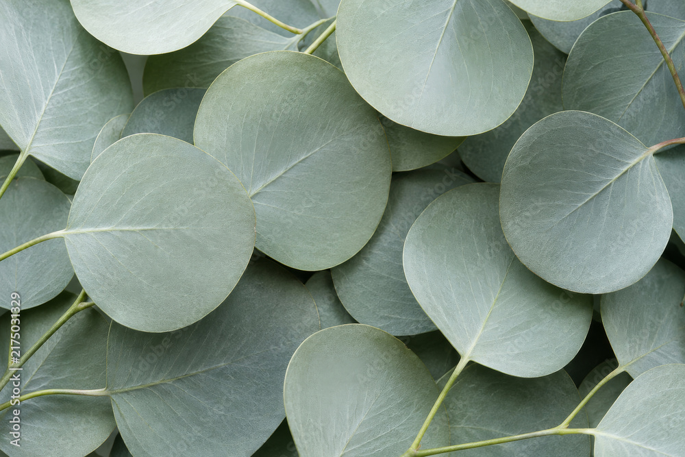 Obraz premium close up of a plant
