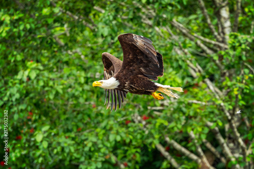 Hoonah Eagle XIII