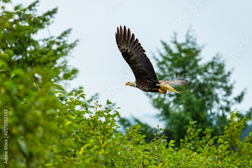 Hoonah Eagle II