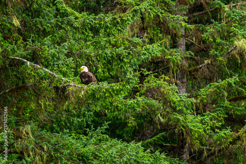 Hoonah Eagle III