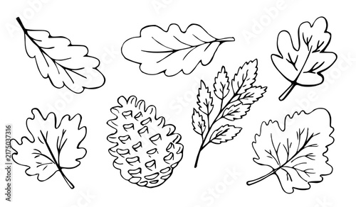 Hand Drawn Autumn Leaves and Pine Cone Set Line Art Doodle Illustration for Fall Nature Design