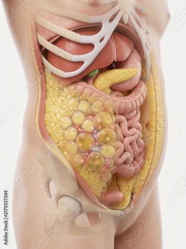 Detailed cross section of human abdomen showing internal organs and visceral fat accumulation