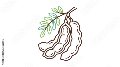 Tamarind Pods Vector Illustration