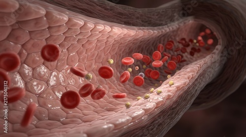 Detailed 3D Medical Illustration of Blood Flow and Red Blood Cells Inside a Human Vein