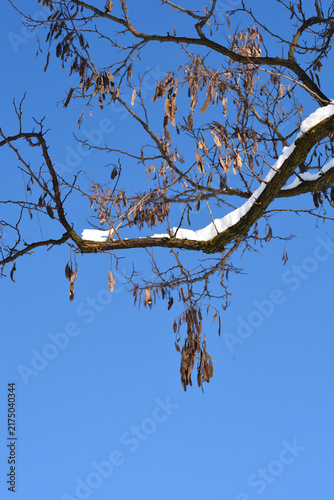 Fotografía Dry seed pods hang from the snow covered winter branches of a black locust tree