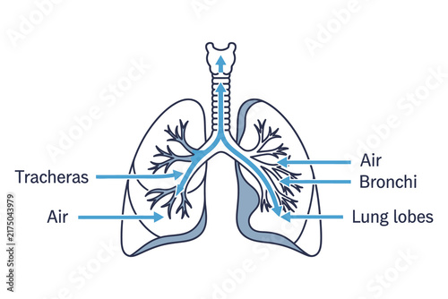 Human Respiratory System Anatomy Flat Vector Diagram