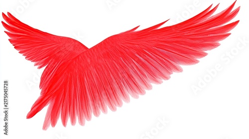 Bright Red Feathered Wing Spread in Mid-Air Pose Against White Backdrop