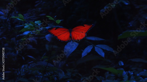 Bright Red Butterfly With Wings Spread Across Dim Forest Foliage Under Moonlit Night Sky