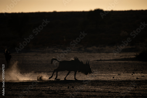 Blue Wildebeest Running Through Dust at Sunset in Kgalagadi Transfrontier Park