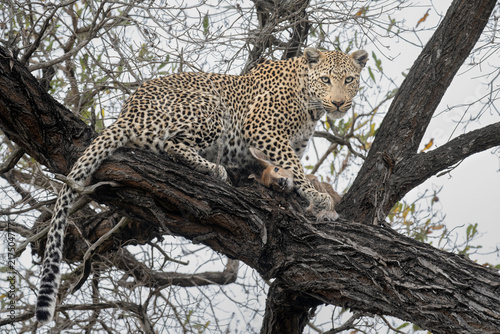 African Leopard with Duiker Kill in a Tree in Greater Kruger, South Africa
