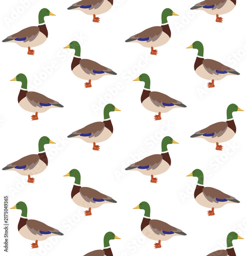 Vector seamless pattern of flat colored duck isolated on white background
