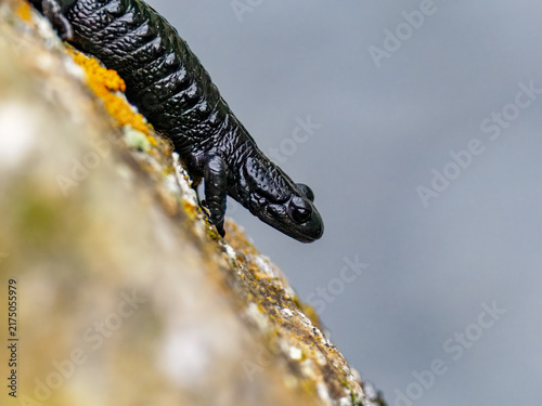 Konstfotografi alpine salamander (scientific name: Salamandra atra)