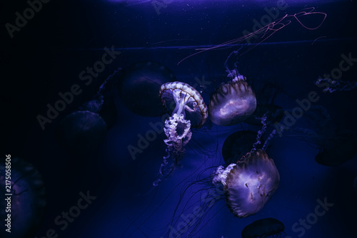 Obraz na plátně Light shines on jellyfish swimming in a dark tank at an aquarium during a night