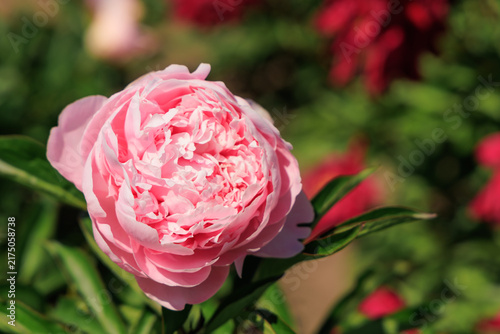 Фотография Varietal peonies bloom in a garden during summer showcasing their soft pink peta