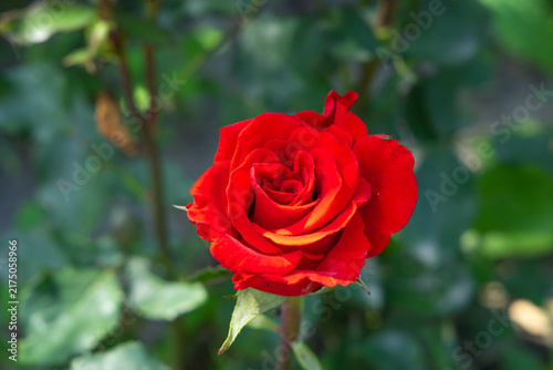 Red rose blooms in a garden during a sunny day in early spring showing vibrant colors and intricate petal arrangement