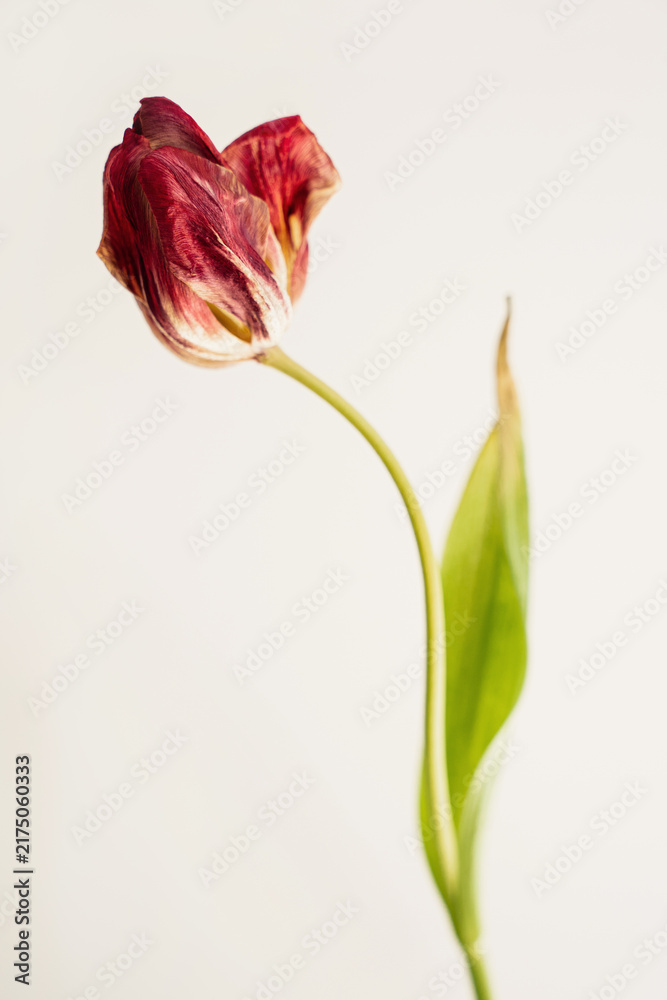 Obraz premium Elegant dried tulip with textured red petals and long stem