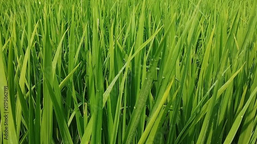 green grass in the wind