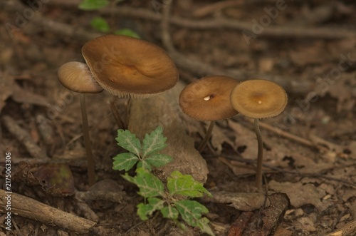 Family of four brown wild mushrooms growing together on a woodland forest floor surrounded by fallen leaves and natural debris.