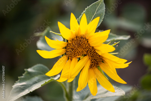 Morphological anomaly of sunflower plant development. Mutated sunflower flower. Genetic modification and pollution. Selection. Genetic engineering.