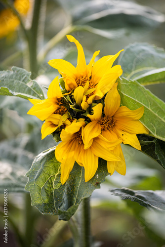 Morphological anomaly of sunflower plant development. Mutated sunflower flower. Genetic modification and pollution. Selection. Genetic engineering.