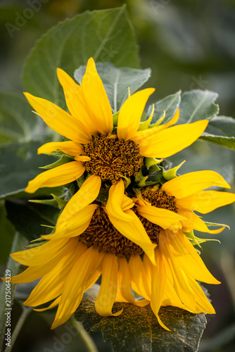 Morphological anomaly of sunflower plant development. Mutated sunflower flower. Genetic modification and pollution. Selection. Genetic engineering.