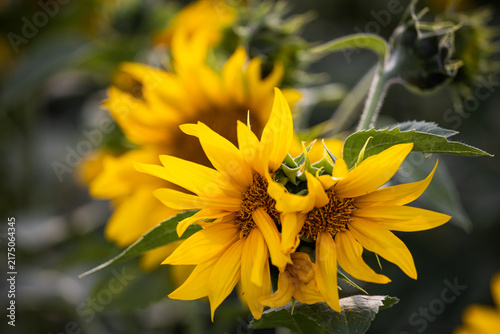 Morphological anomaly of sunflower plant development. Mutated sunflower flower. Genetic modification and pollution. Selection. Genetic engineering.