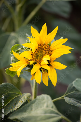 Morphological anomaly of sunflower plant development. Mutated sunflower flower. Genetic modification and pollution. Selection. Genetic engineering.