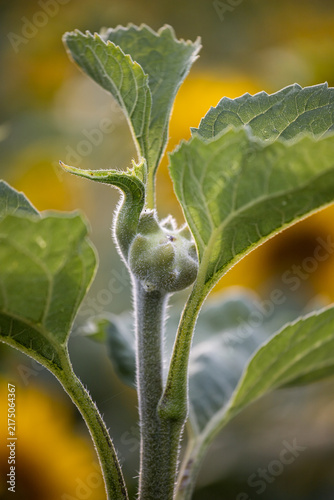 Morphological anomaly of sunflower plant development. Mutated sunflower flower. Genetic modification and pollution. Selection. Genetic engineering.