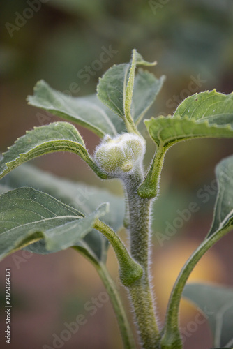 Morphological anomaly of sunflower plant development. Mutated sunflower flower. Genetic modification and pollution. Selection. Genetic engineering.