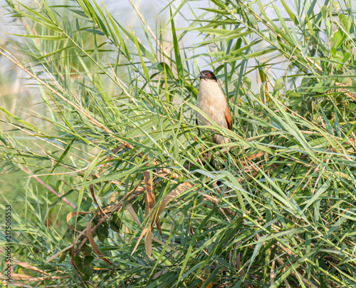 Принти на полотні Senegal Coucal in the Okavango - Cubango river area, Botswana, Africa