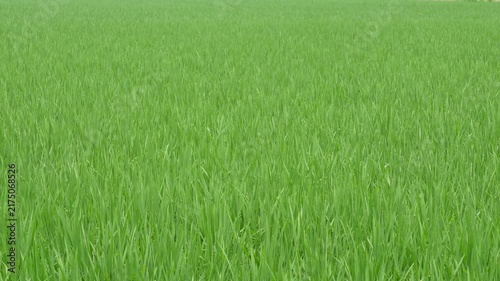 Young rice paddy plants growing in a lush green field