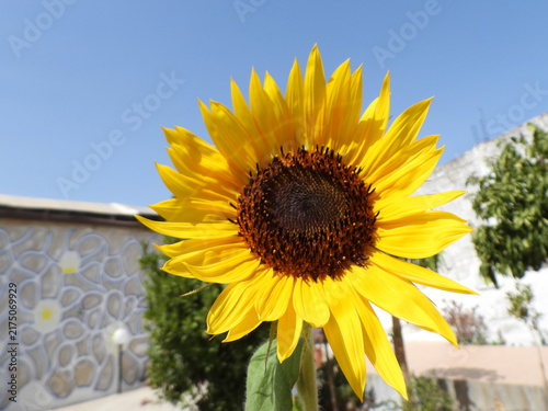 Girasole