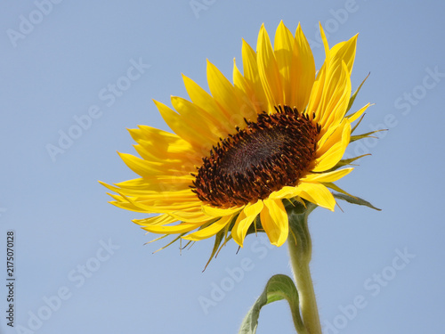 Girasole