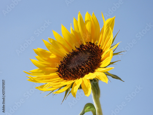 Girasole
