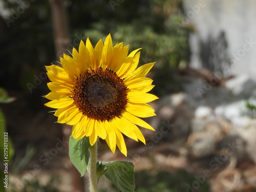 Girasole