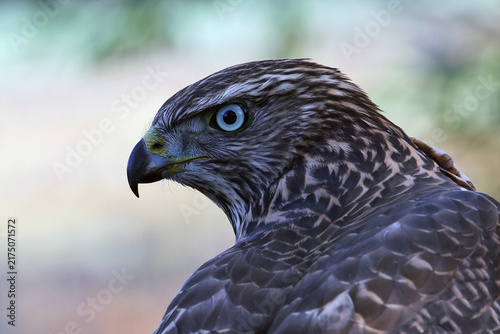 Fotografie Close-up profile of a hawk with a piercing eye, sharp hooked beak, and detailed plumage against soft blurred nature background