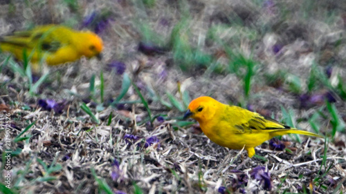 Konstfotografi aves colombia