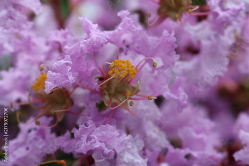 Quadro su tela Close-up of pink crape myrtle flowers