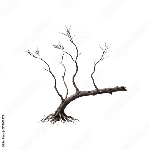 A single dead leafless tree with exposed roots isolated on transparent background