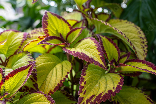 Bild auf Leinwand Close up view of colorful coleus leaves (Plectranthus scutellarioides) with red