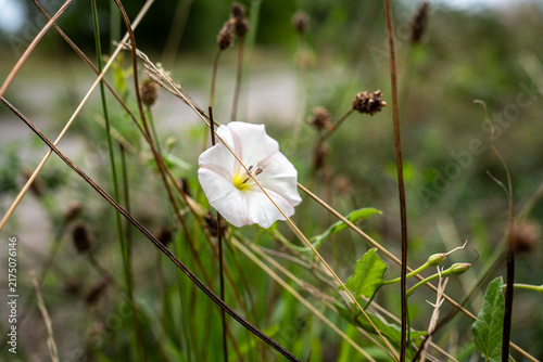 Foto Close up view of blooming field bindweed flower (Convolvulus arvensis) among dry