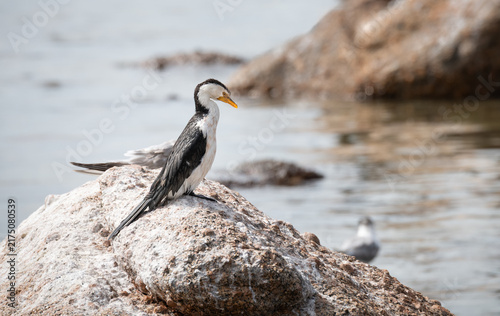 Pied Cormorant on Rocks in Encounter Bay, South Australia, Australia
