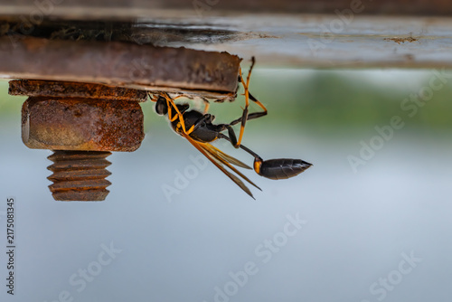 Obraz na plátne Macro shot of a black and yellow mud dauber wasp (Sceliphron caementarium) clinging to a rusty bolt